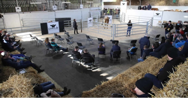 Cows.ie Auction - On Farm and Online Sale Success